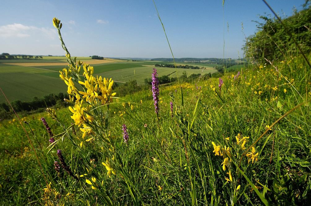 Heuvellandschap met gele en paarse bloemen op de voorgrond. 